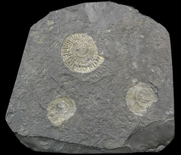 Dactylioceras Ammonite Cluster - Posidonia Shale #52920